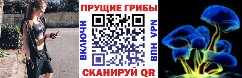 цена   Янаул  Псилоцибиновые грибы GOLDEN TEACHER 